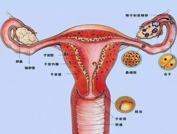 怀孕了却以为是感冒？专家：警惕异常阴道出血