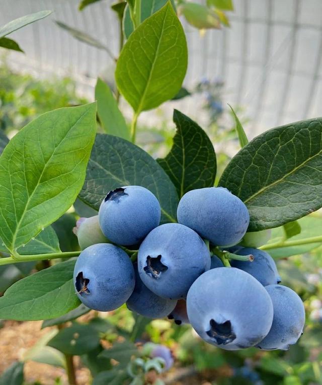 孕妇能吃树莓吗？了解树莓的营养功效与食用技巧