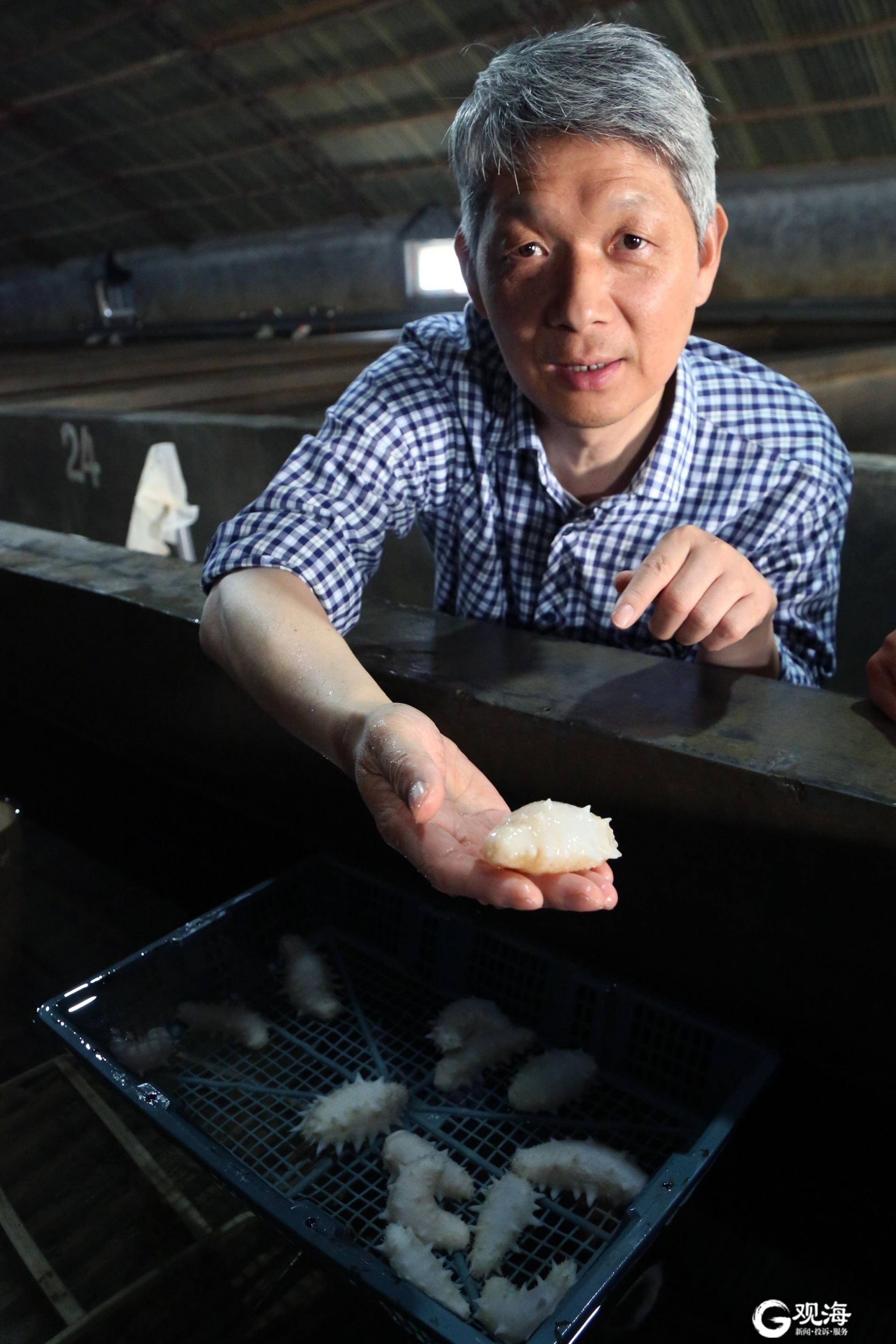 即墨海参养殖户违规使用敌敌畏，恒生源天猫旗舰店下架海参产品